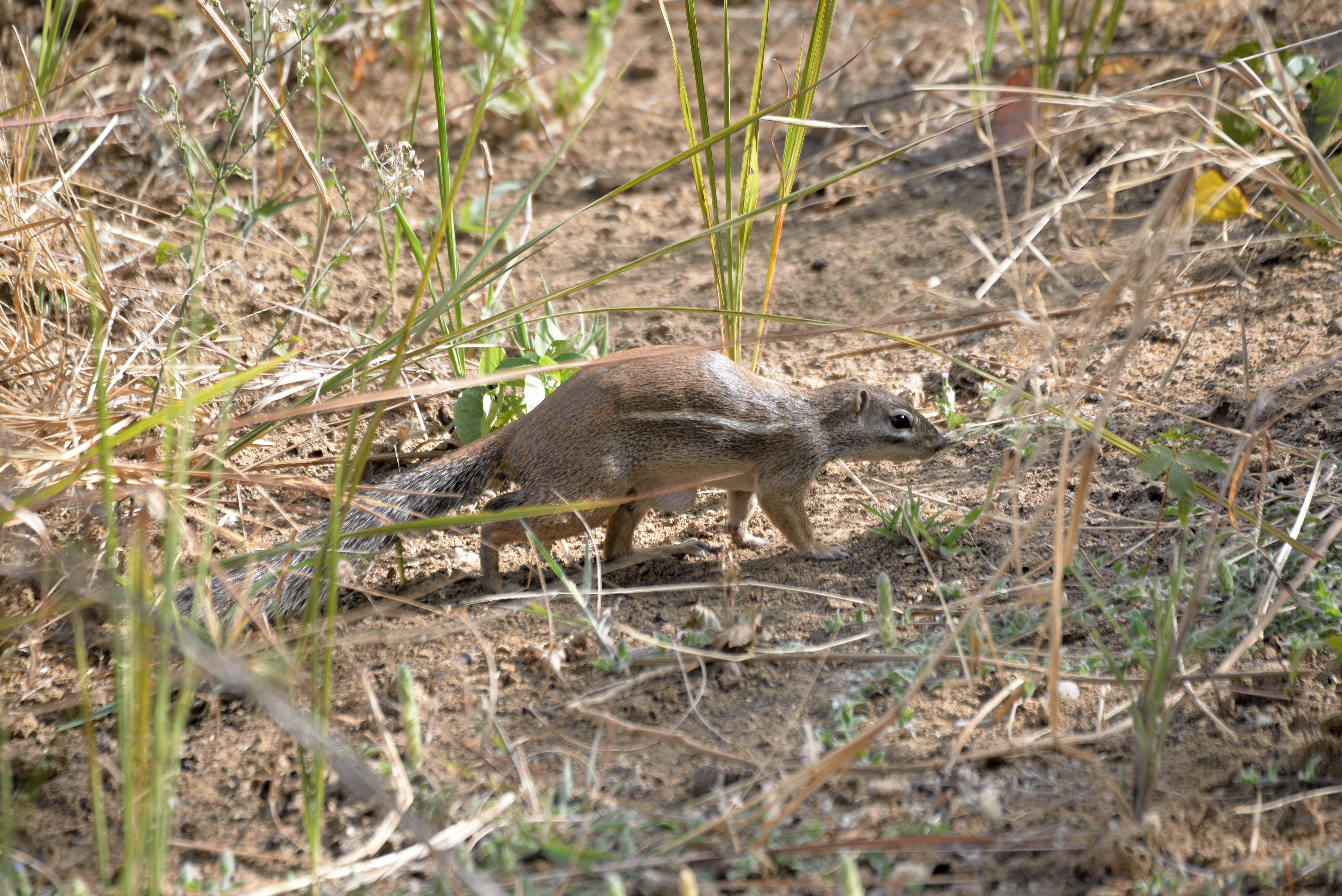 Rat Palmiste, ou Ecureuil fouisseur (Striped Ground squirrel, Xerus erythropus), Brousse de Guereo, Région de Thiès, Sénégal.